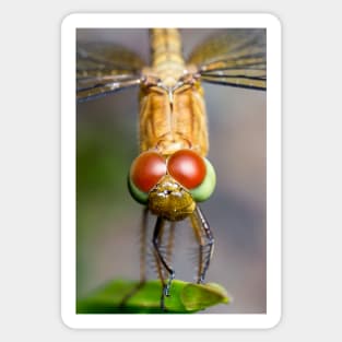 Unique and organic photo of a Dragonfly Sticker